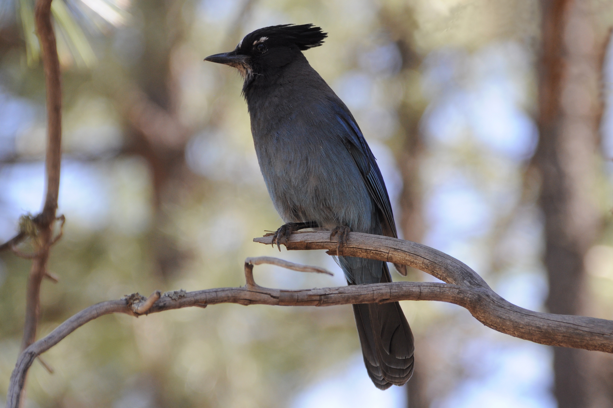 Welke vogel is dit, gezien in de USA-Arizona